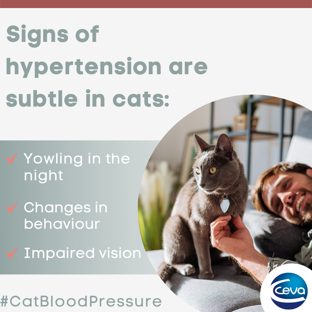 Ceva Social media post about signs of hypertension in cats