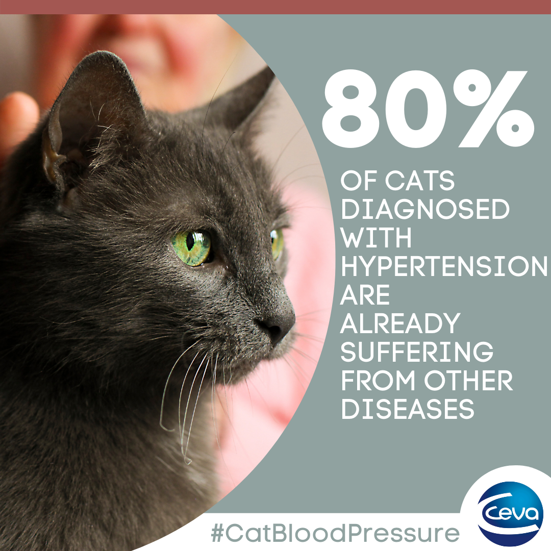 Ceva Social media post about diagnosis of cats with hypertension and link to other diseases