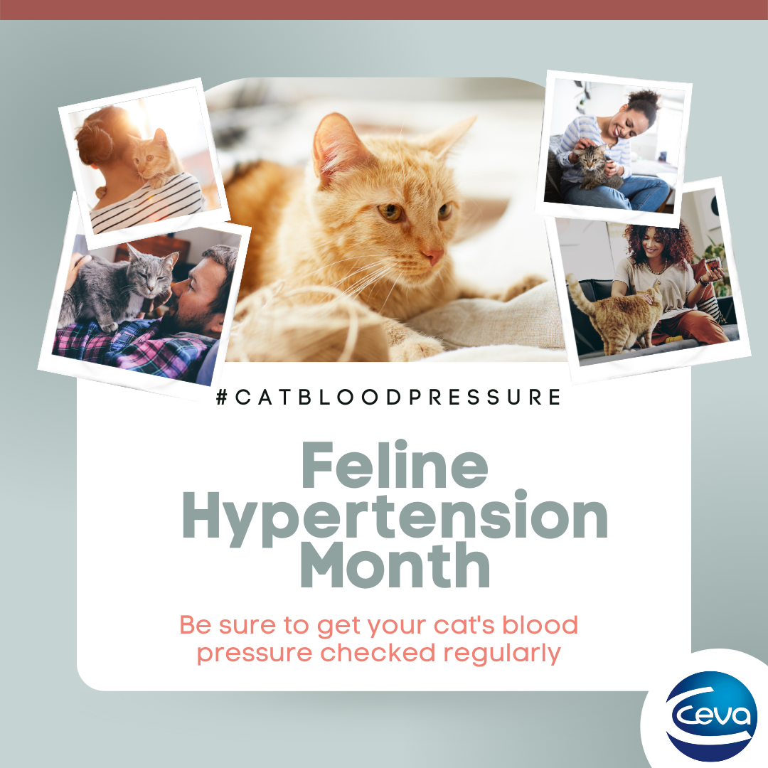 Ceva Social media post about feline hypertension month and regular cat bp checks