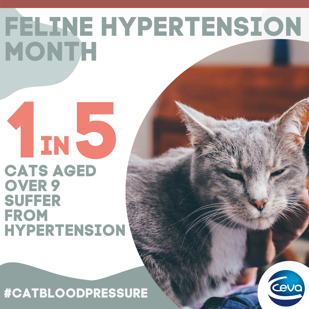 Ceva Social media post about feline hypertension month