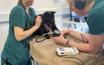 Advice on nurse-led blood pressure check clinics for cats